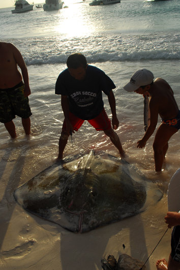 Raie pastenague...1 heure de combat !!